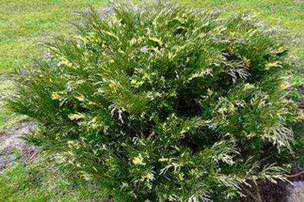 the best varieties of horizontal junipers