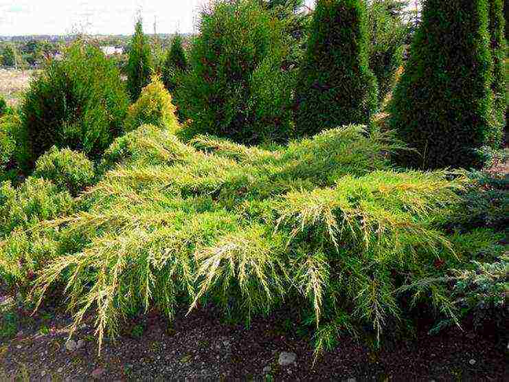 the best varieties of horizontal junipers