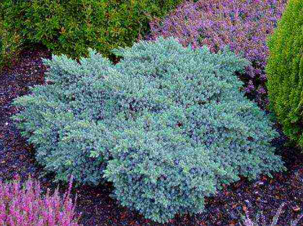 the best varieties of horizontal junipers