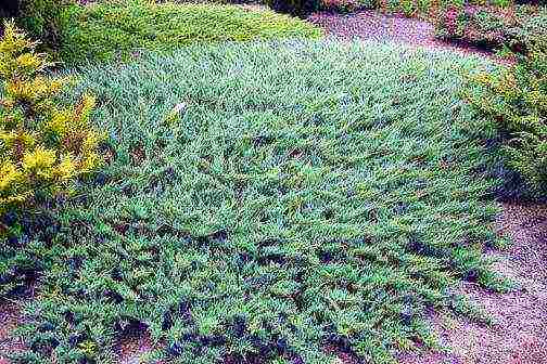 the best varieties of horizontal junipers