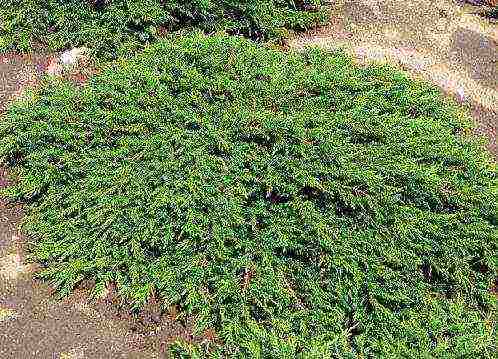 the best varieties of horizontal junipers