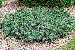 the best varieties of horizontal junipers