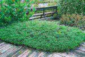 the best varieties of horizontal junipers