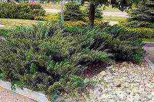 the best varieties of horizontal junipers