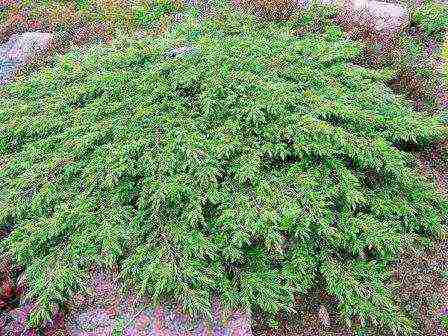 the best varieties of horizontal junipers