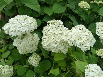 ang pinakamahusay na pagkakaiba-iba ng puno ng hydrangea