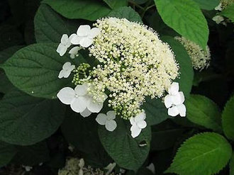 ang pinakamahusay na pagkakaiba-iba ng puno ng hydrangea