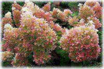 the best varieties of panicle hydrangeas