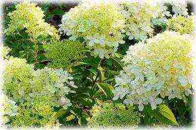 ang pinakamahusay na mga pagkakaiba-iba ng panicle hydrangeas