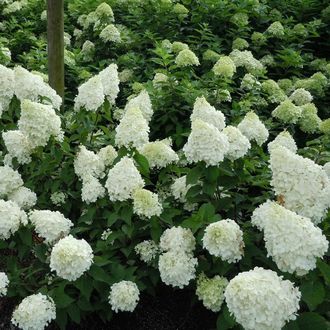 ang pinakamahusay na mga pagkakaiba-iba ng panicle hydrangeas