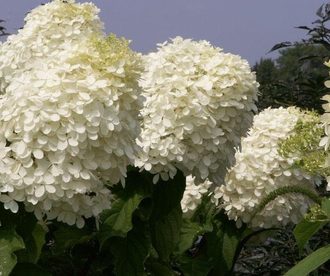 the best varieties of panicle hydrangeas