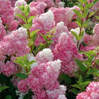 ang pinakamahusay na mga pagkakaiba-iba ng panicle hydrangeas