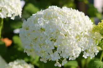 the best varieties of panicle hydrangeas