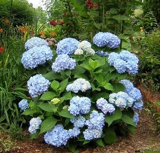 ang pinakamahusay na mga pagkakaiba-iba ng panicle hydrangeas