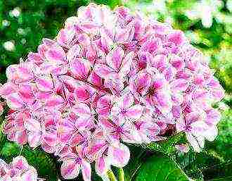 the best varieties of panicle hydrangeas