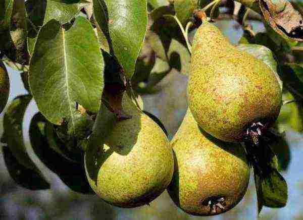 the best varieties of pears from black earth