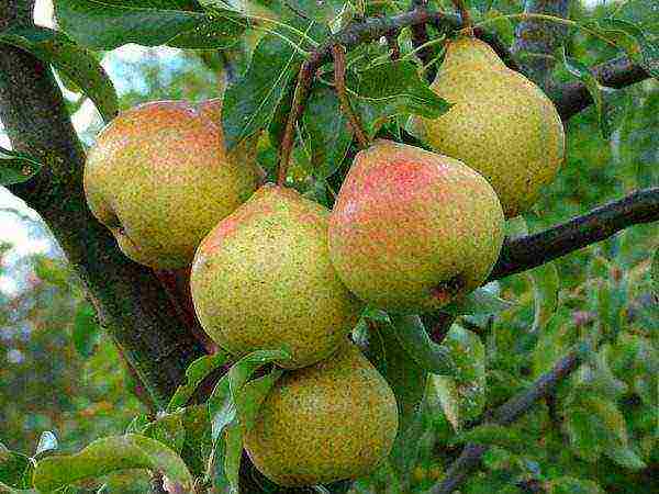 the best varieties of pears from black earth