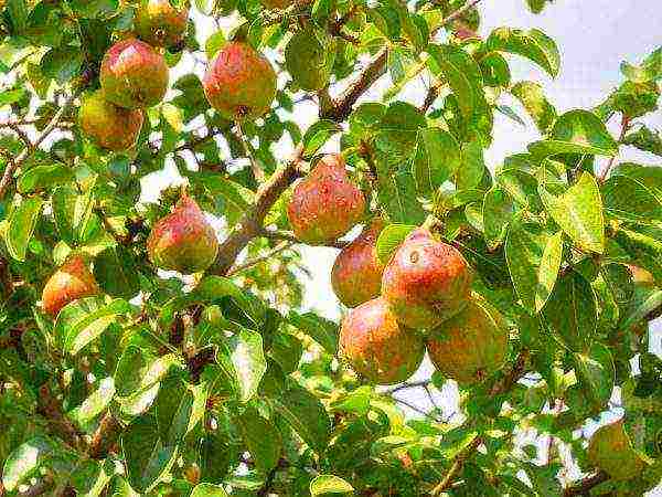 the best varieties of pears from black earth