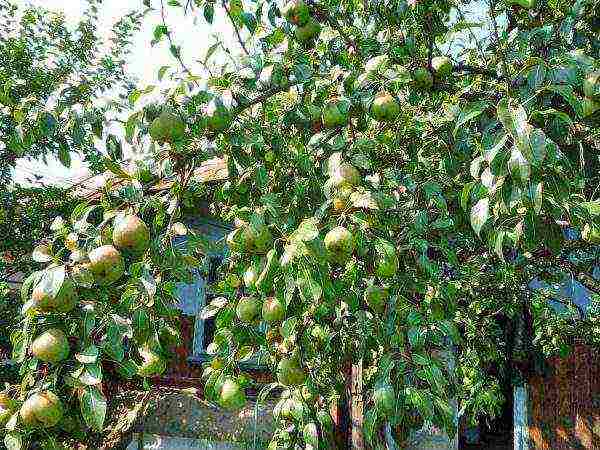 the best pear varieties for