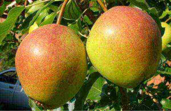 the best pear varieties for