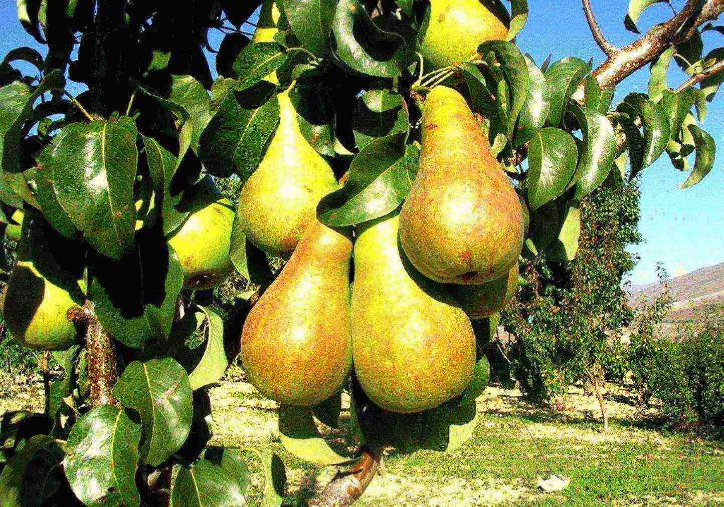 the best varieties of pears of the Kuban