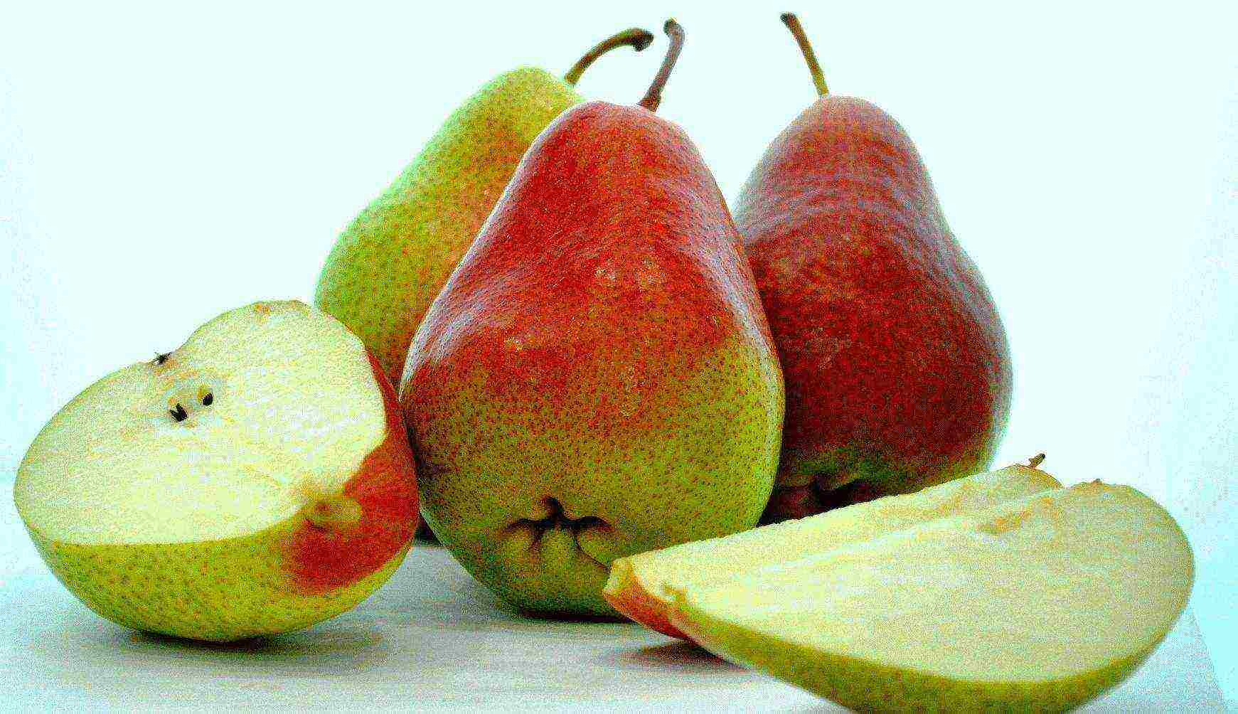 the best varieties of pears of the Kuban