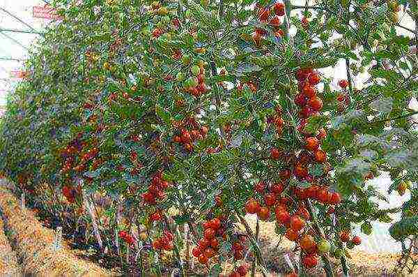 the best varieties of indeterminate tomatoes