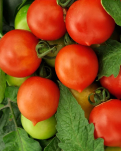 the best varieties of indeterminate tomatoes