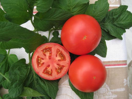 the best varieties of indeterminate tomatoes