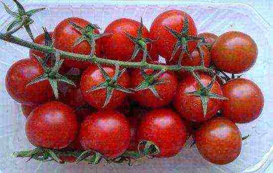 the best varieties of indeterminate tomatoes