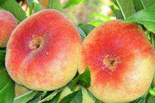 the best varieties of fig peach