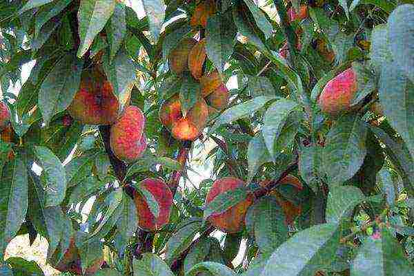 the best varieties of fig peach