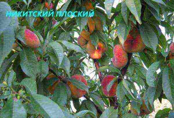 the best varieties of fig peach