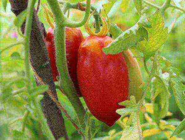 the best varieties of Italian tomatoes