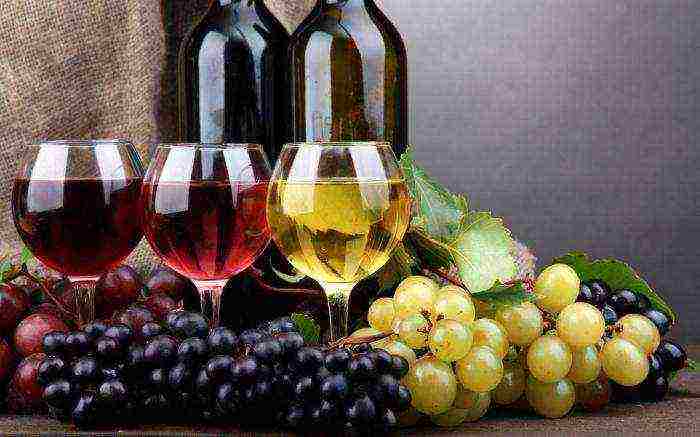 the best varieties of Italian wines