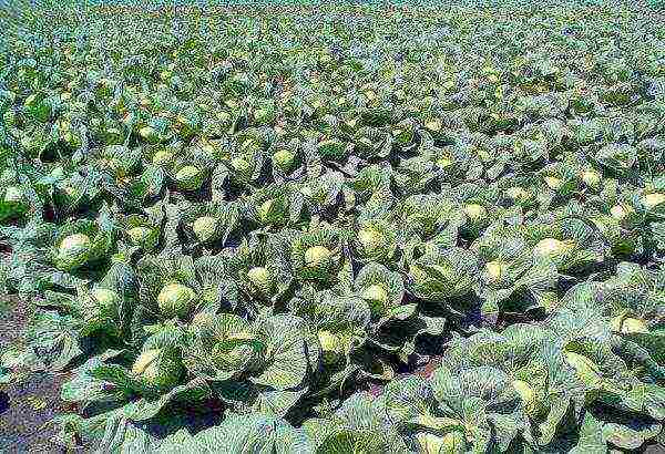 the best varieties of white cabbage