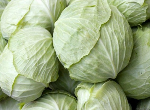 the best varieties of white cabbage