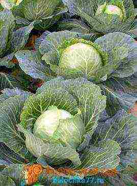 the best varieties of white cabbage