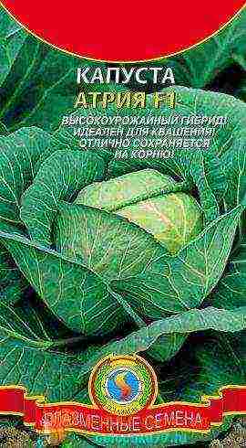 the best varieties of white cabbage