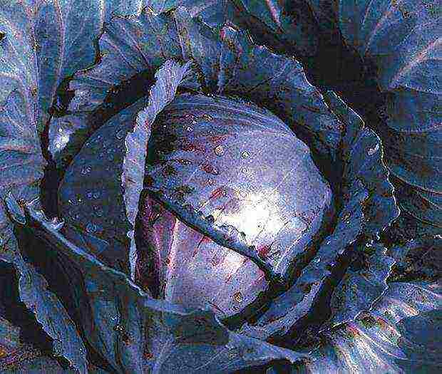 the best varieties of red cabbage