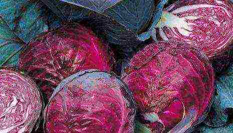 the best varieties of red cabbage