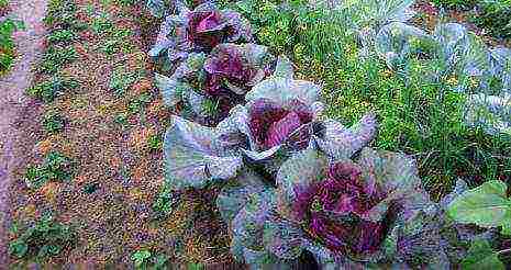 the best varieties of red cabbage