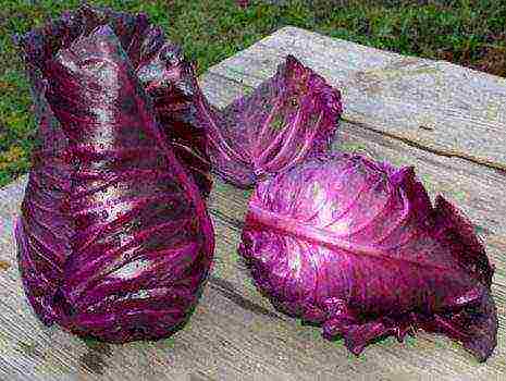 the best varieties of red cabbage