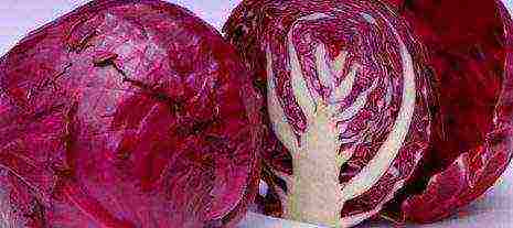 the best varieties of red cabbage