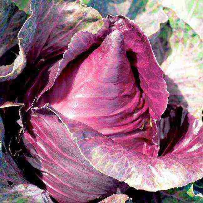 the best varieties of red cabbage