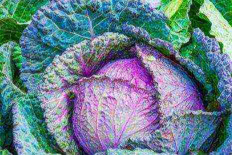 the best varieties of red cabbage