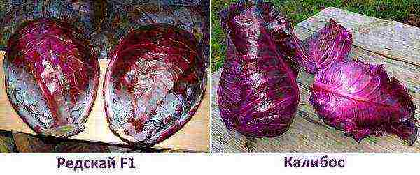 the best varieties of red cabbage