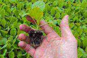 the best varieties of red cabbage