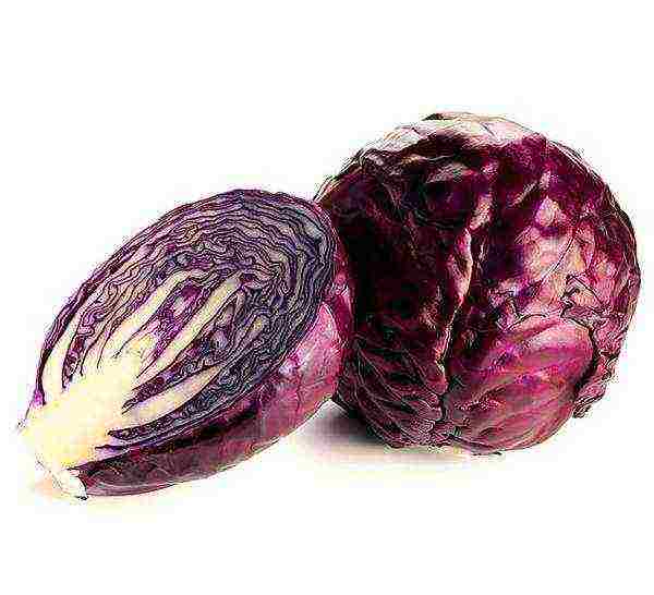 the best varieties of red cabbage