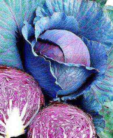 the best varieties of red cabbage